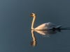 Cygne - St Denis de Payré 2016
