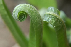 Naissance