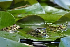 Grenouilles