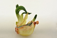Eclosion