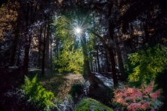 Lumière en forêt