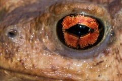 Oeil