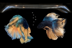 RS Poisson combattant (copie)