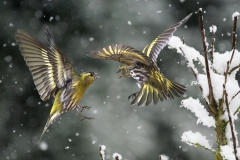 tarins des Aulnes sous la neige (copie)