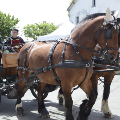 Chevaux de trail aux médiévales 2022